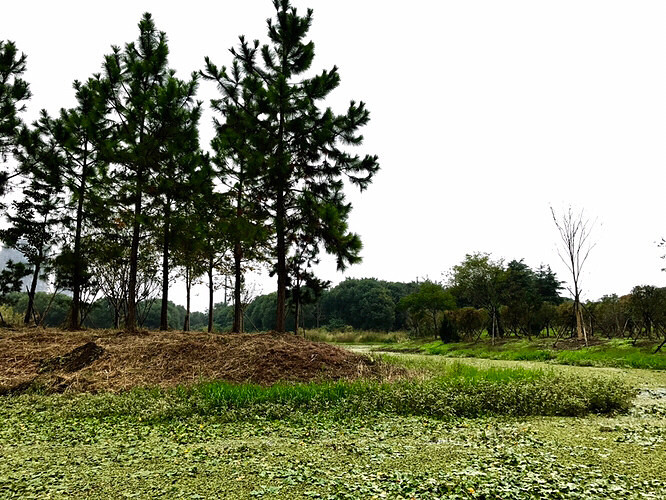 ����ֲ��԰������