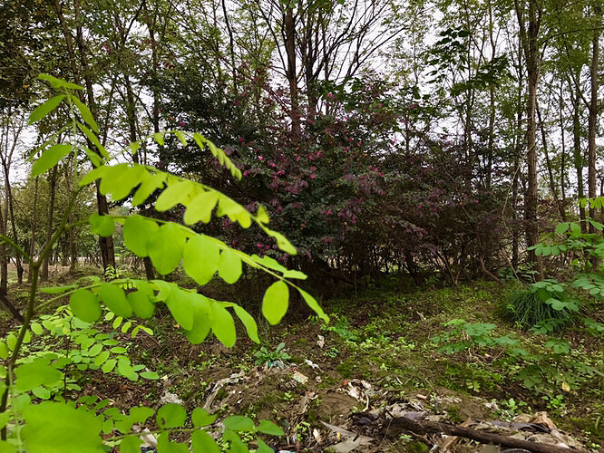 ����ֲ��԰������