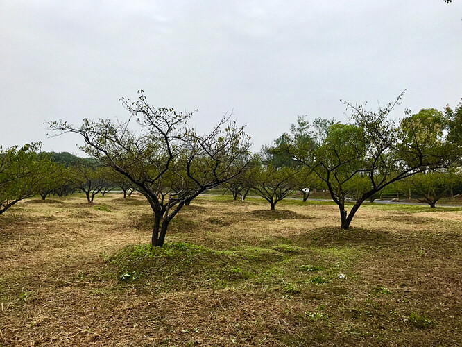 ����ֲ��԰������