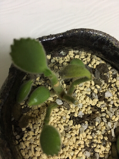 ��ͯ�� ���о���