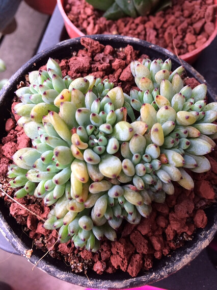 ���컹�Ǻ�������