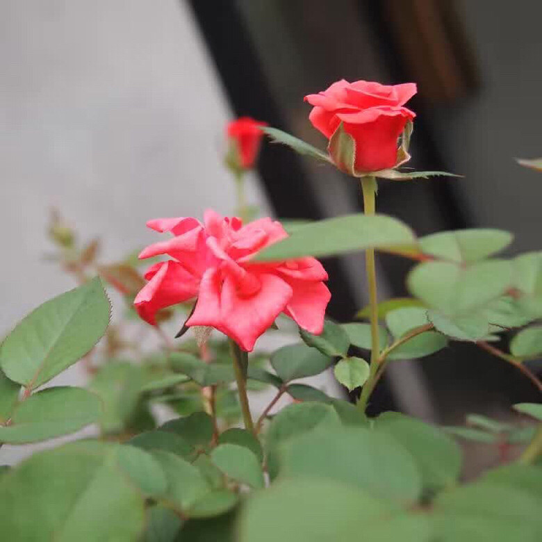 ���õ����� ��Ҫ���������� ����������