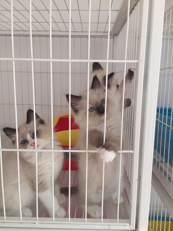 ��żè����ϲ��������ֻ����һֻ˫ɫ����