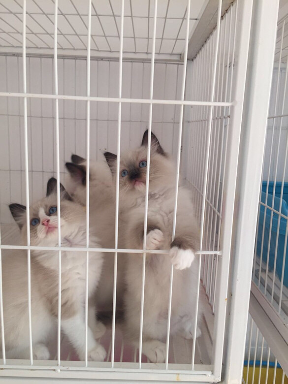 ��żè����ϲ��������ֻ����һֻ˫ɫ����