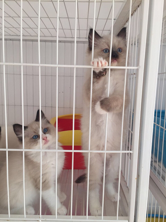 ��żè����ϲ��������ֻ����һֻ˫ɫ����