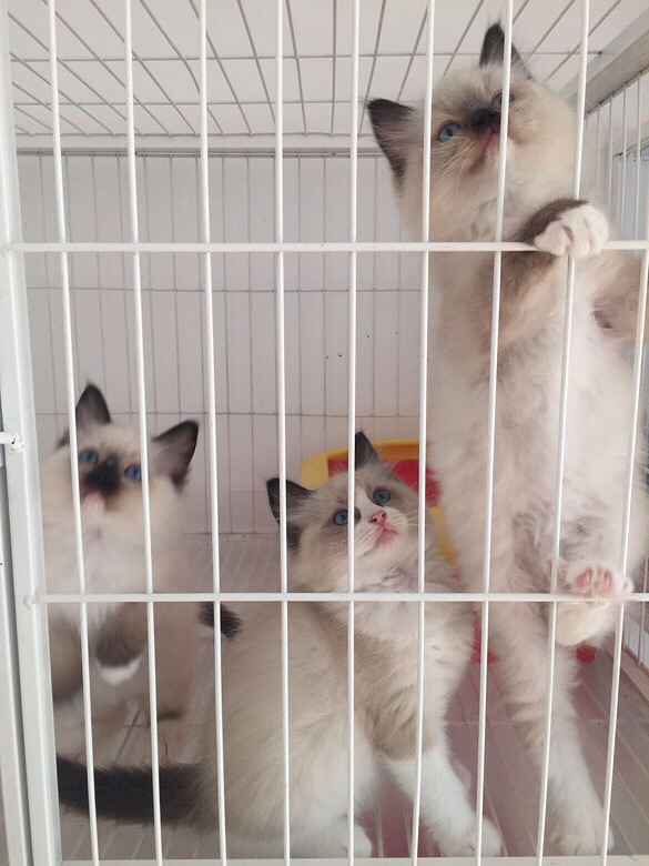 ��żè����ϲ��������ֻ����һֻ˫ɫ����