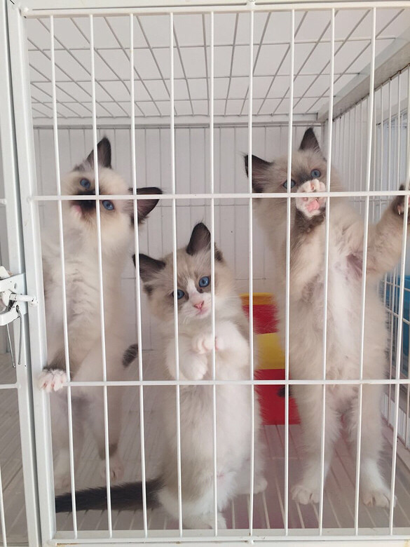 ��żè����ϲ��������ֻ����һֻ˫ɫ����