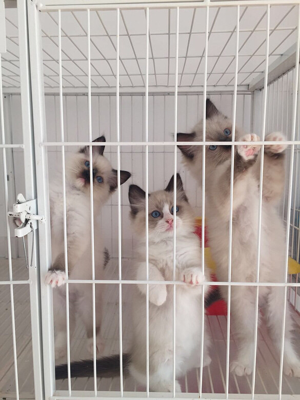 ��żè����ϲ��������ֻ����һֻ˫ɫ����