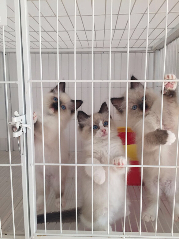 ��żè����ϲ��������ֻ����һֻ˫ɫ����