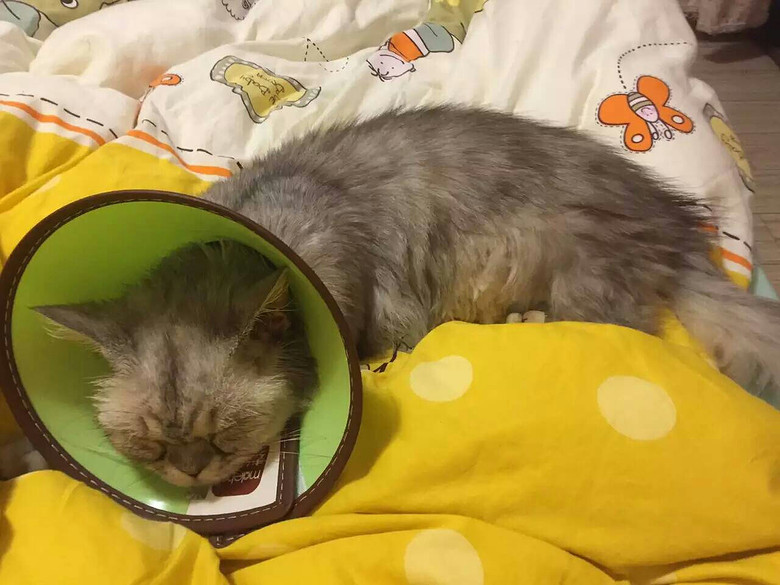 ��һ������������ж�ô�Ĳ�ϲ�����������