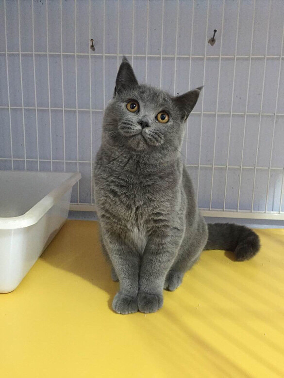 ��������è�����ѳ���лл���˵���Ů����һ