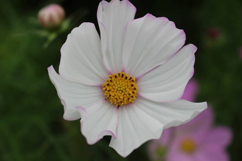 #����������#