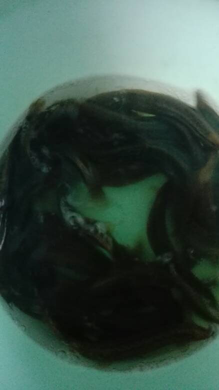 ץ����������