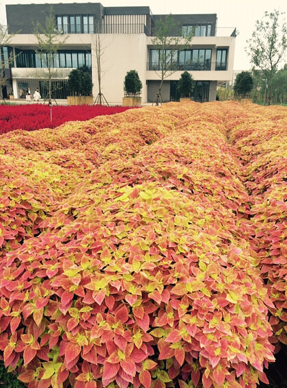 �羰������