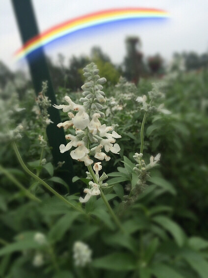 �羰������