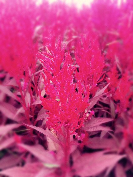 �羰������