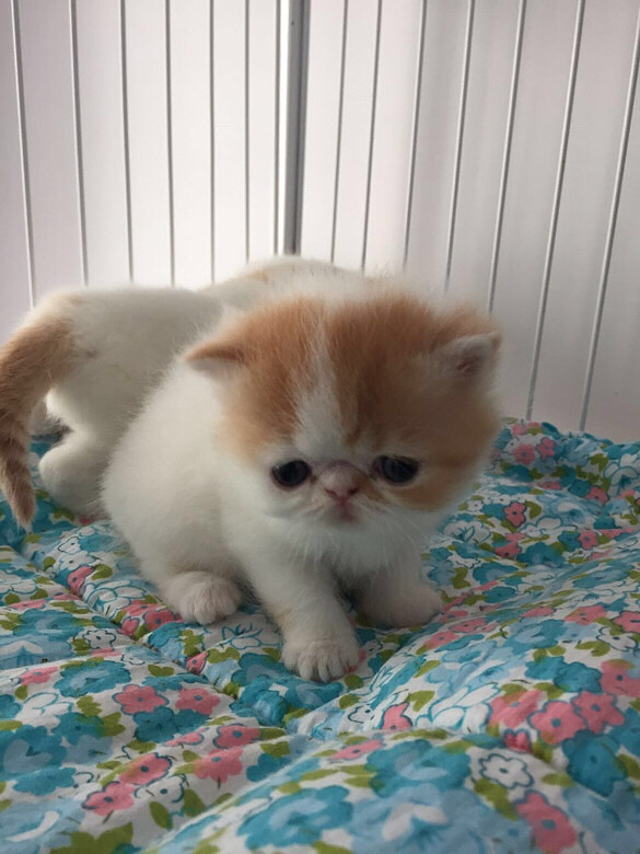 �ӷƵܵܣ�����󣬿����к�����С��ǻ