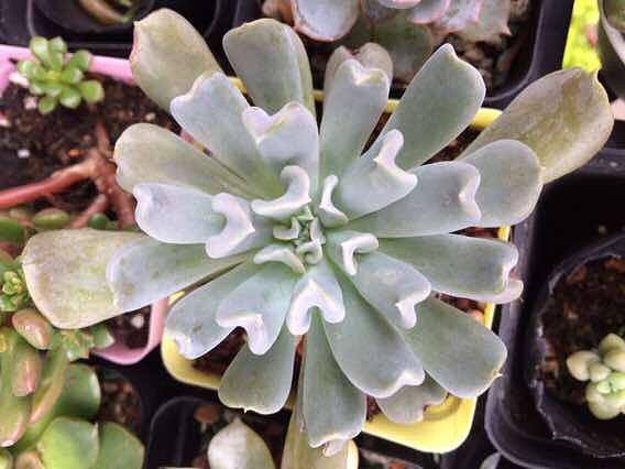 һ���һ�������������