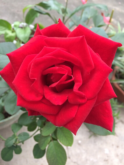 �ݱ��������ⶼ���ᰮ