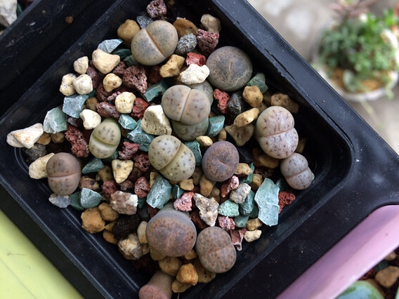 �ݱ��������ⶼ���ᰮ