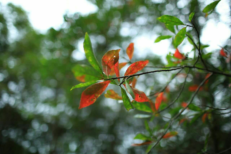 �����ŵ��μ�