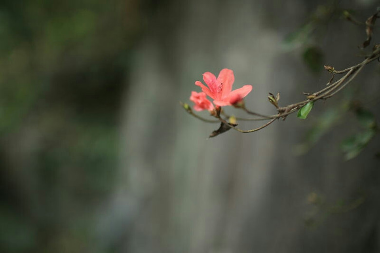 �����ŵ��μ�