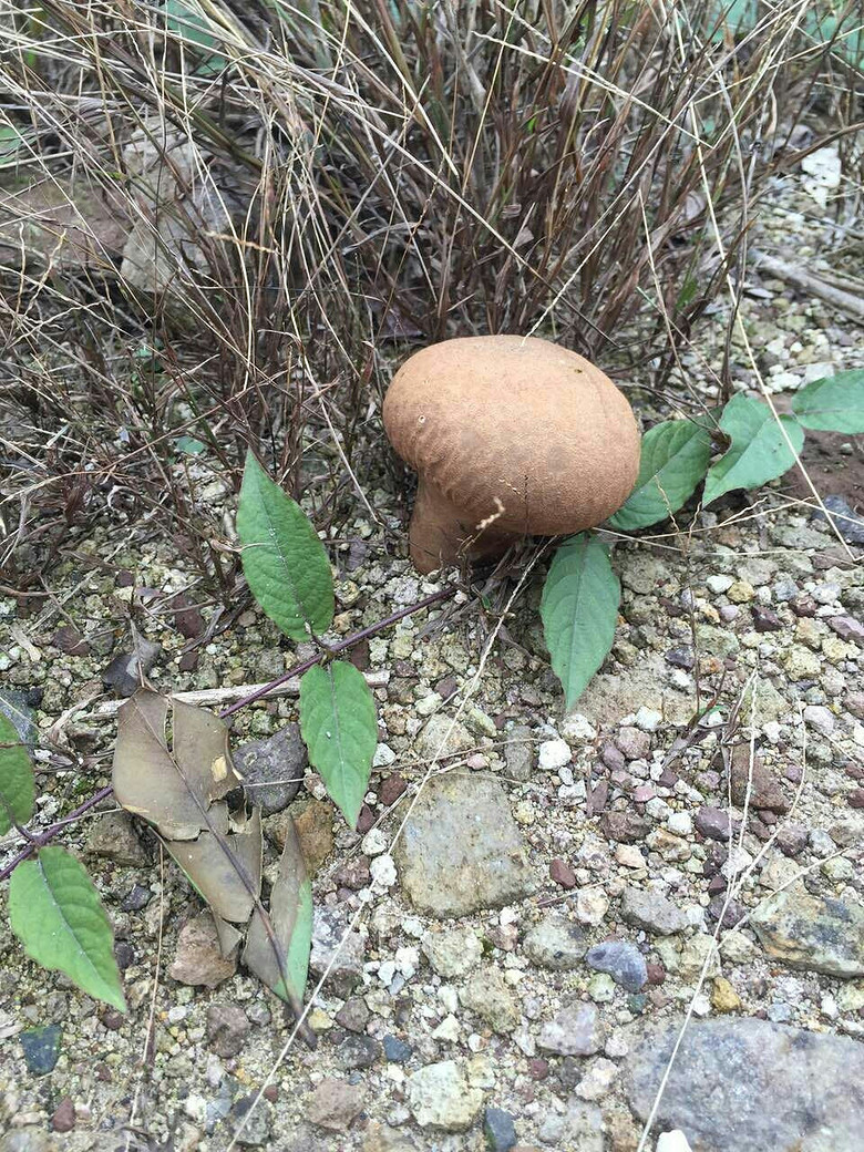 �����ŵ��μ�