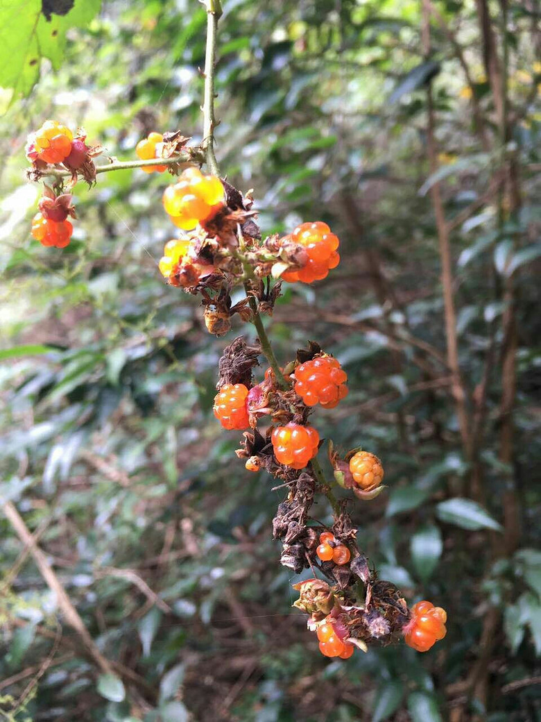 �����ŵ��μ�