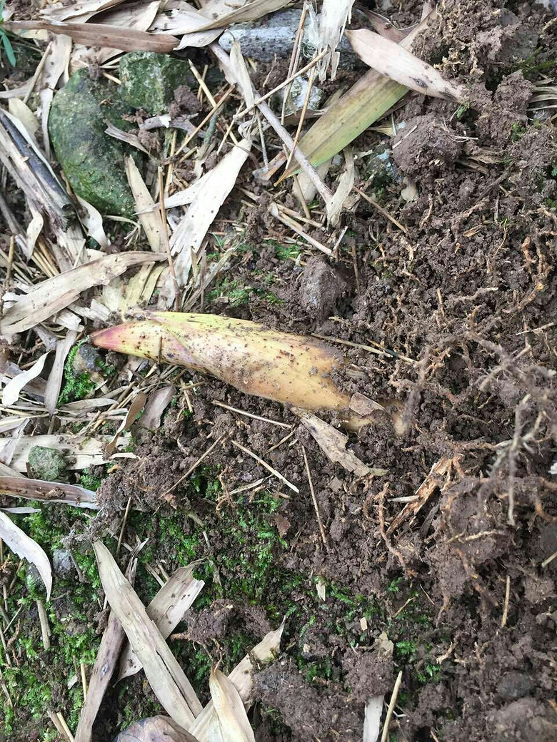 �����ŵ��μ�