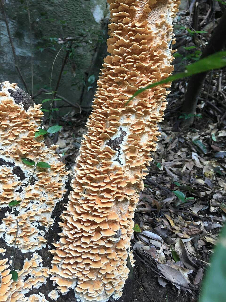 �����ŵ��μ�