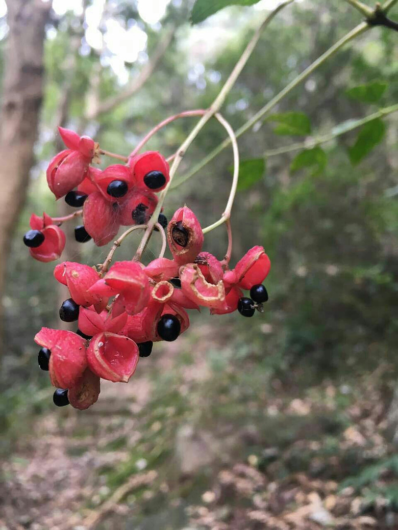 �����ŵ��μ�