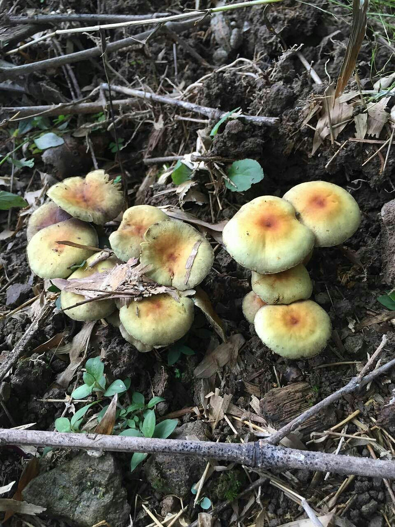 �����ŵ��μ�