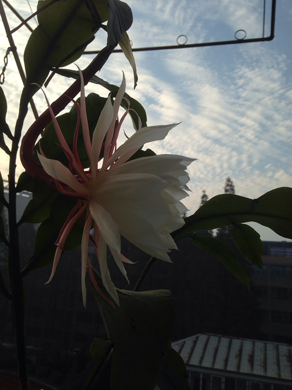 ������ӭ��̫������꼻�