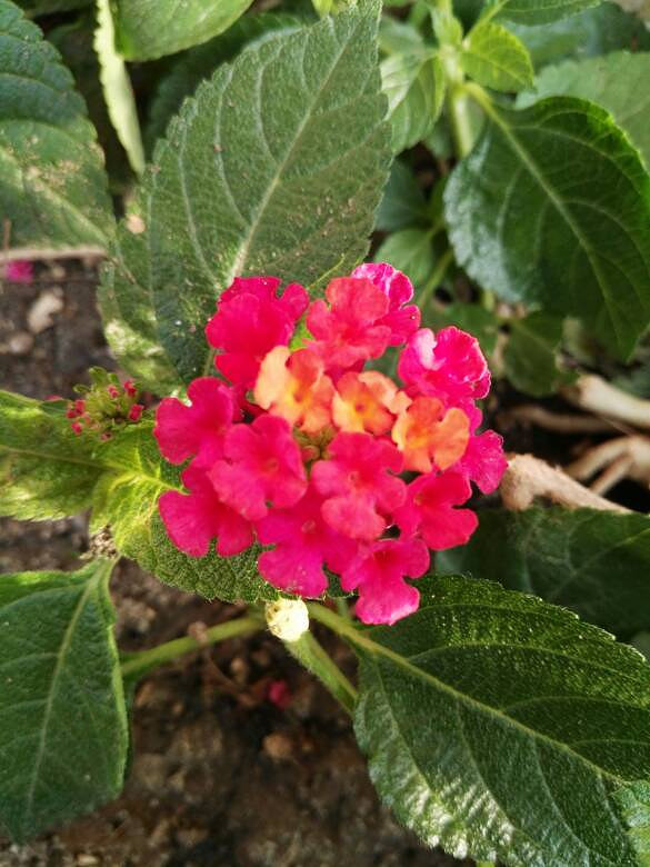 �ٽ�����