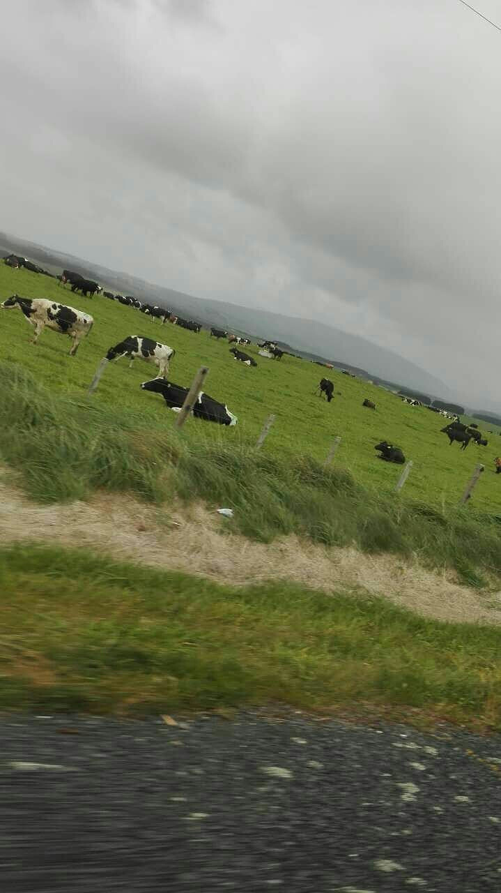 ��������ţ