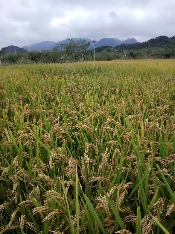 �ֵ�ˮ���յ�����