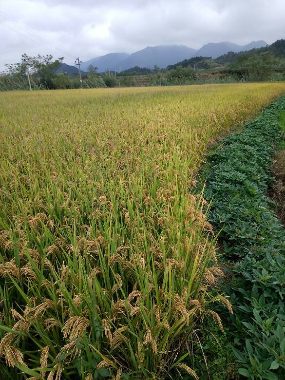 �ֵ�ˮ���յ�����