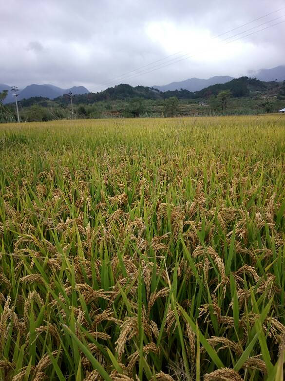 �ֵ�ˮ���յ�����