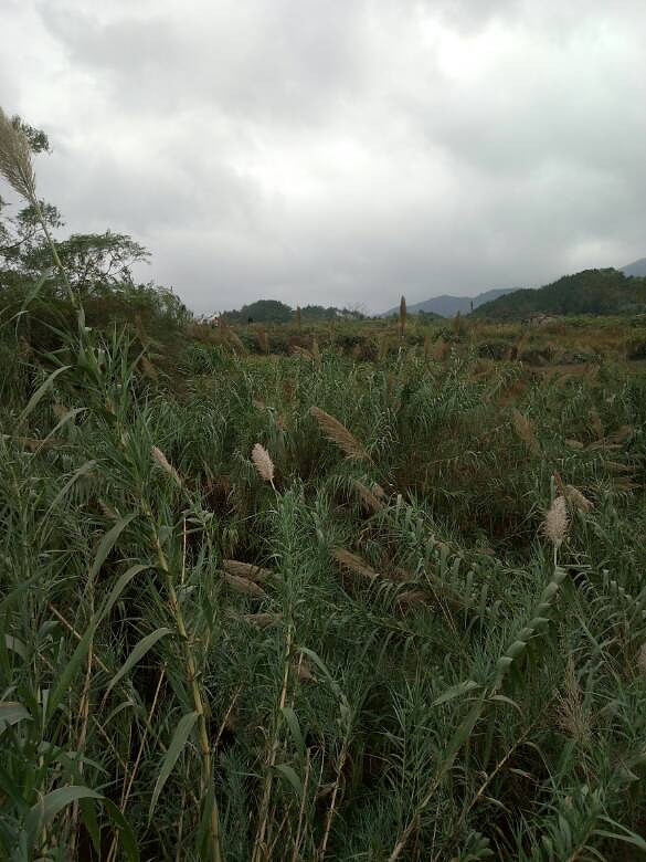 �ֵ�ˮ���յ�����