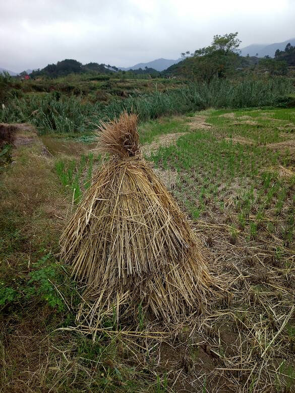 �ֵ�ˮ���յ�����