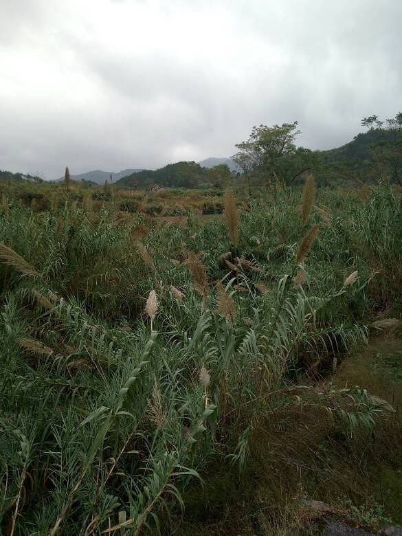 �ֵ�ˮ���յ�����