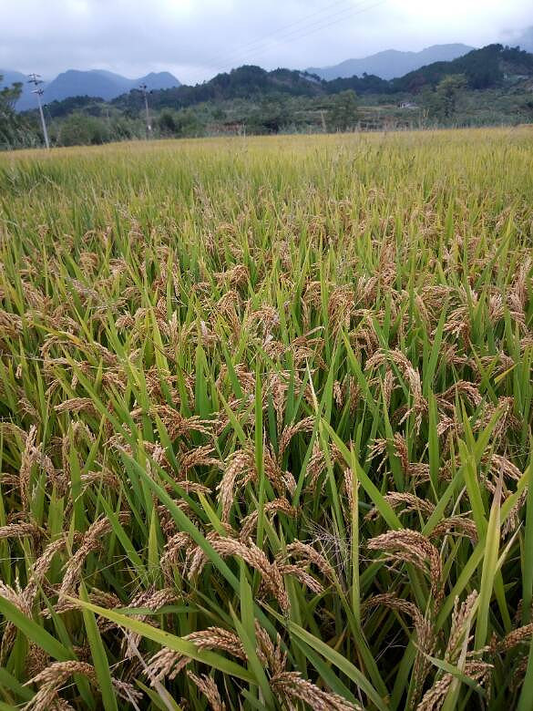 �ֵ�ˮ���յ�����