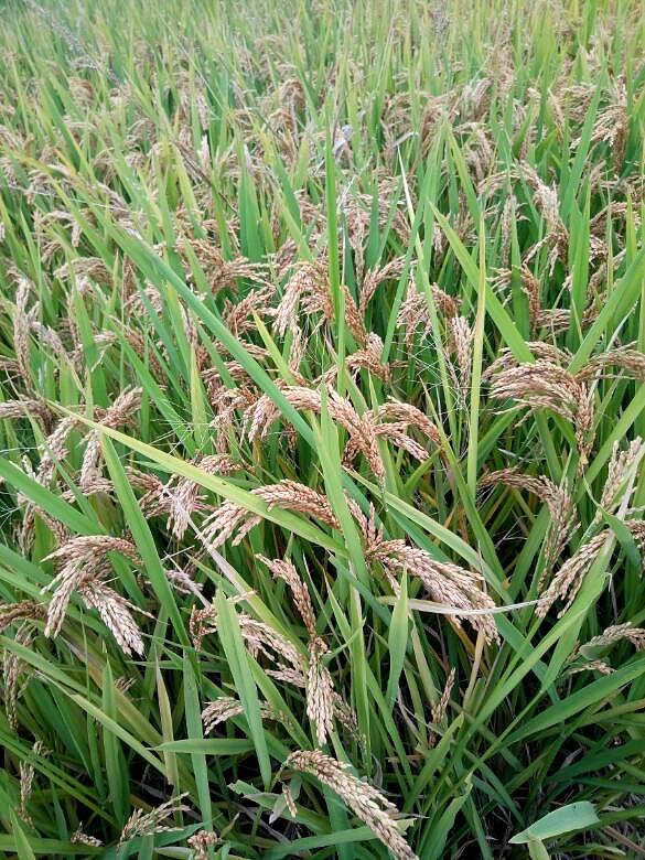 �ֵ�ˮ���յ�����