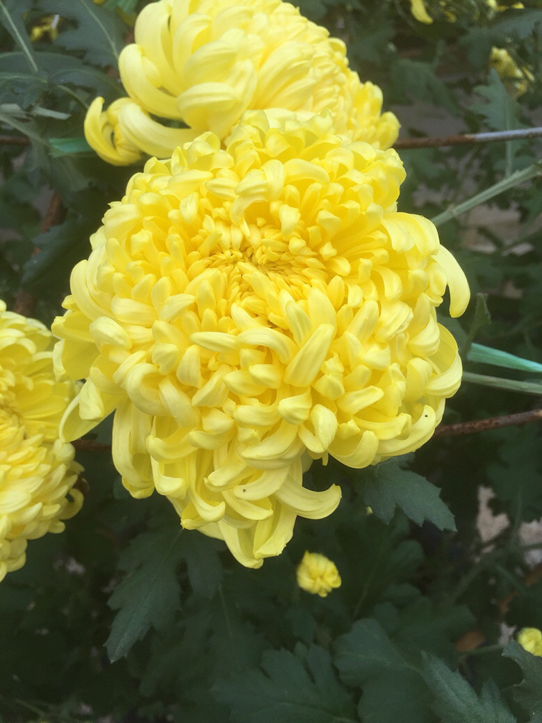 ��ĩ��ȥ��