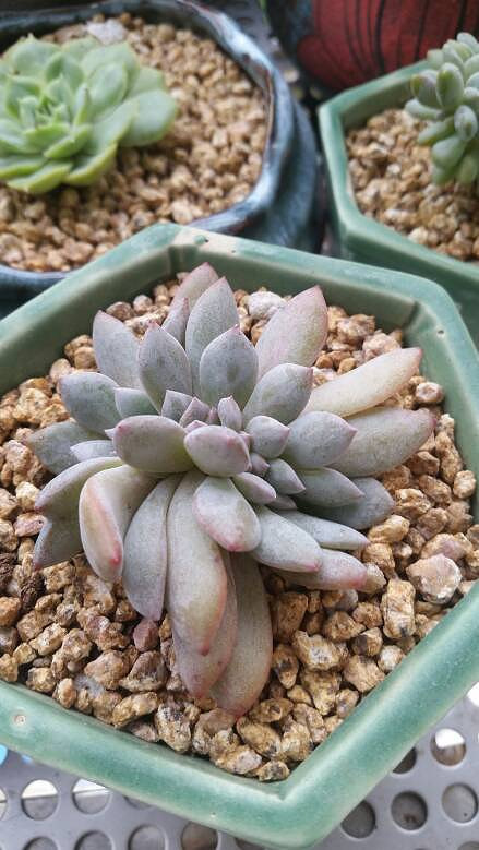 �����Ķ���