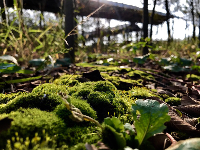 ����ׯʷ��