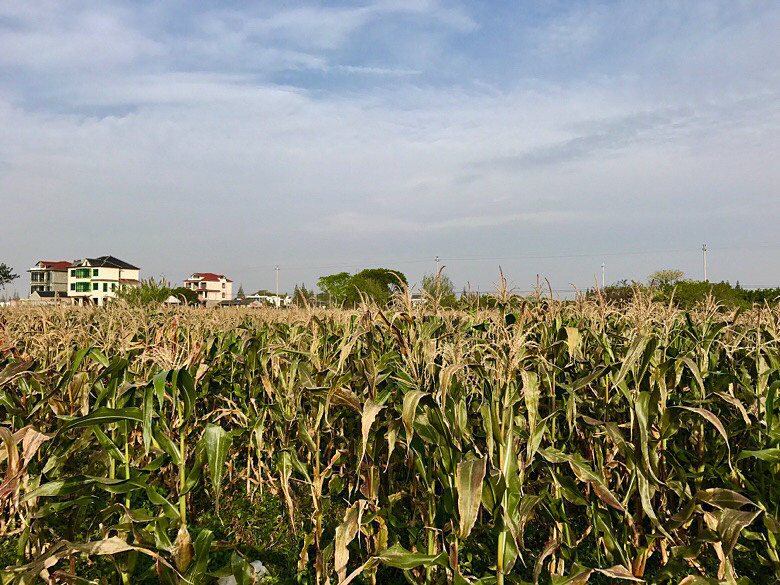 ����ׯʷ��