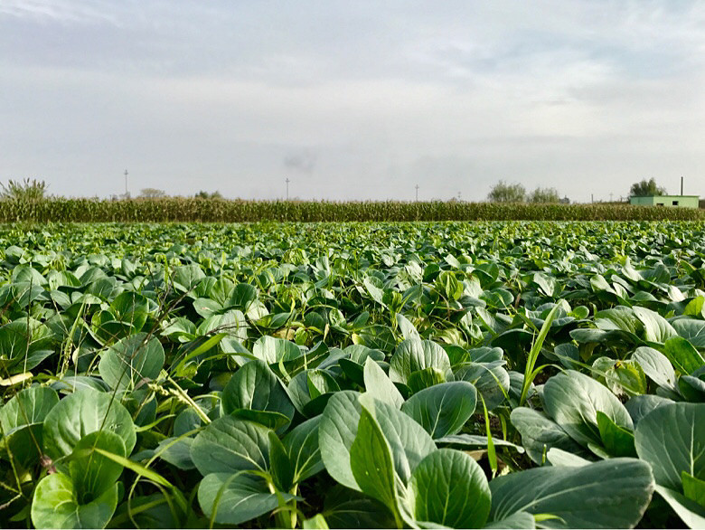 ����ׯʷ��