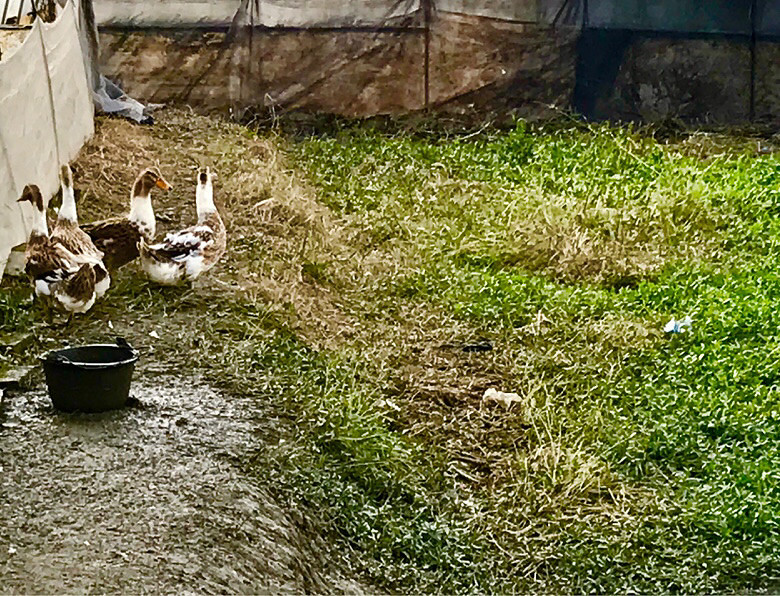 ����ׯʷ��