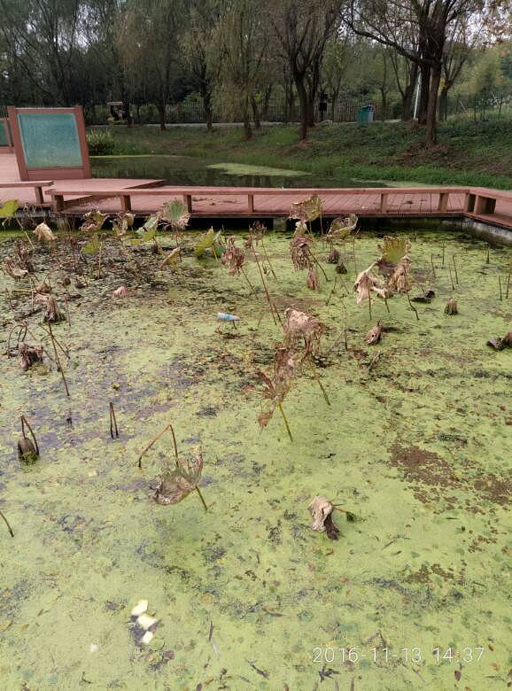 ֲ��԰�ĺ���������ϧ